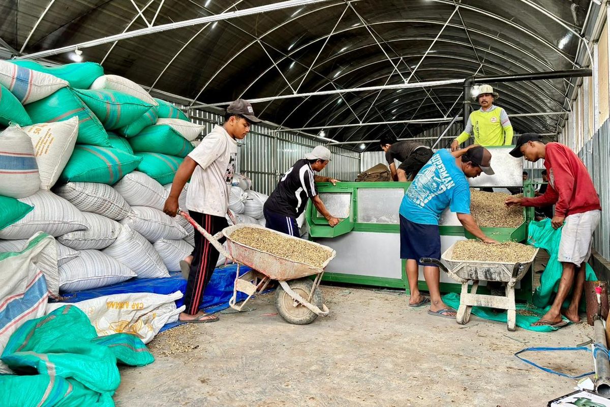 Dukungan LPDB Koperasi Menguatkan KDKMP Sidomulyo Jember, Mendorong Ekspor Kopi Robusta ke Mesir